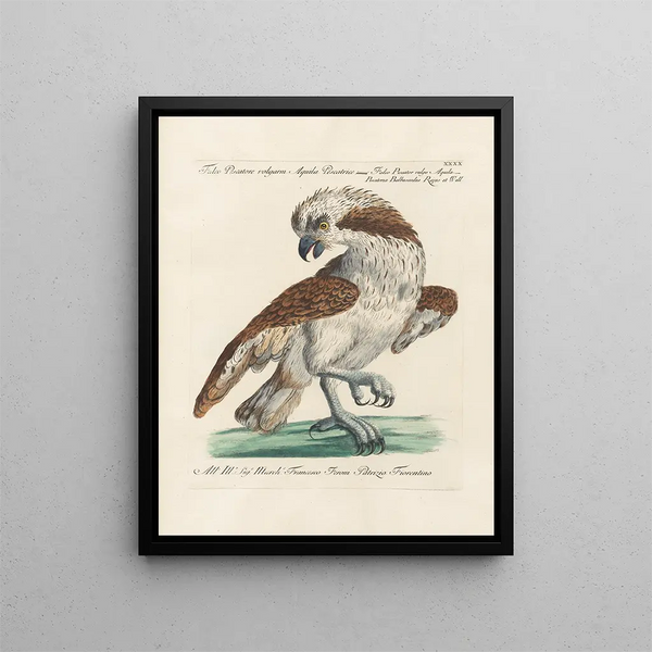 Ornithology Painting methodically digested Pl040 - Saverio Manetti — framed artwork on a wall