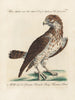 Ornithology painting methodically digested Pl041 - Saverio Manetti — artwork view