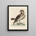 Ornithology painting methodically digested Pl041 - Saverio Manetti — framed artwork on a wall