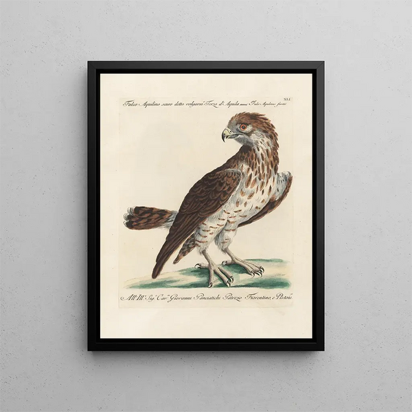 Ornithology painting methodically digested Pl041 - Saverio Manetti — framed artwork on a wall