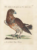 Ornithology Painting methodically digested Pl042 - Saverio Manetti — artwork view