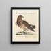 Ornithology Painting methodically digested Pl042 - Saverio Manetti — framed artwork on a wall