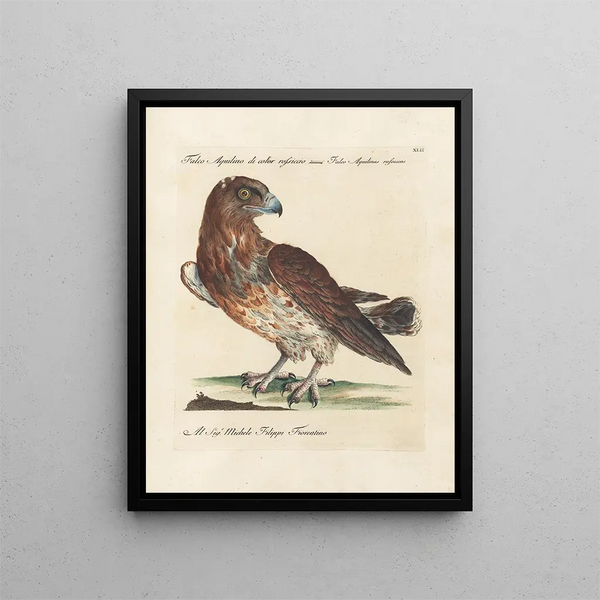 Ornithology Painting methodically digested Pl042 - Saverio Manetti — framed artwork on a wall