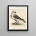 Ornithology Painting methodically digested Pl043 - Saverio Manetti — framed artwork on a wall