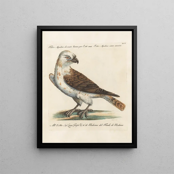 Ornithology Painting methodically digested Pl043 - Saverio Manetti — framed artwork on a wall