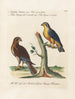 Ornithologie méthodiquement digérée Pl044 - Saverio Manetti — artwork view