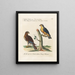 Ornithologie méthodiquement digérée Pl044 - Saverio Manetti — framed artwork on a wall