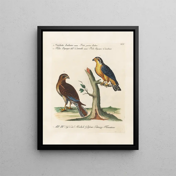 Ornithologie méthodiquement digérée Pl044 - Saverio Manetti — framed artwork on a wall