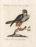 Ornithology Painting methodically digested Pl045 - Saverio Manetti — artwork view
