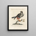 Ornithology Painting methodically digested Pl045 - Saverio Manetti — framed artwork on a wall
