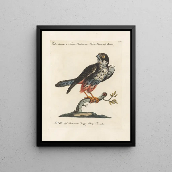 Ornithology Painting methodically digested Pl045 - Saverio Manetti — framed artwork on a wall