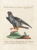 Ornithology Painting methodically digested Pl046 - Saverio Manetti — artwork view