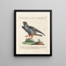 Ornithology Painting methodically digested Pl046 - Saverio Manetti — framed artwork on a wall