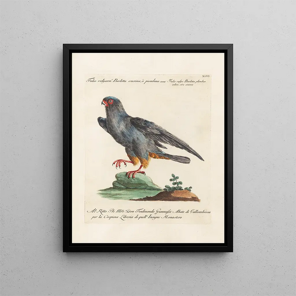 Ornithology Painting methodically digested Pl046 - Saverio Manetti — framed artwork on a wall