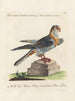Ornithology Painting methodically digested Pl047 - Saverio Manetti — artwork view