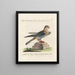 Ornithology Painting methodically digested Pl047 - Saverio Manetti — framed artwork on a wall