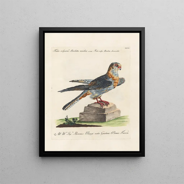 Ornithology Painting methodically digested Pl047 - Saverio Manetti — framed artwork on a wall
