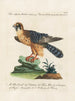 Ornithology Painting methodically digested Pl048 - Saverio Manetti — artwork view