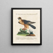 Ornithology Painting methodically digested Pl048 - Saverio Manetti — framed artwork on a wall