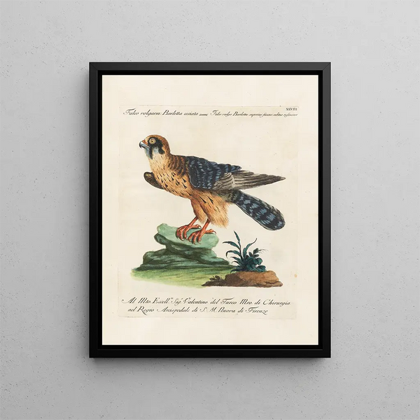 Ornithology Painting methodically digested Pl048 - Saverio Manetti — framed artwork on a wall