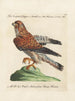 Ornithology painting methodically digested Pl049 - Saverio Manetti — artwork view