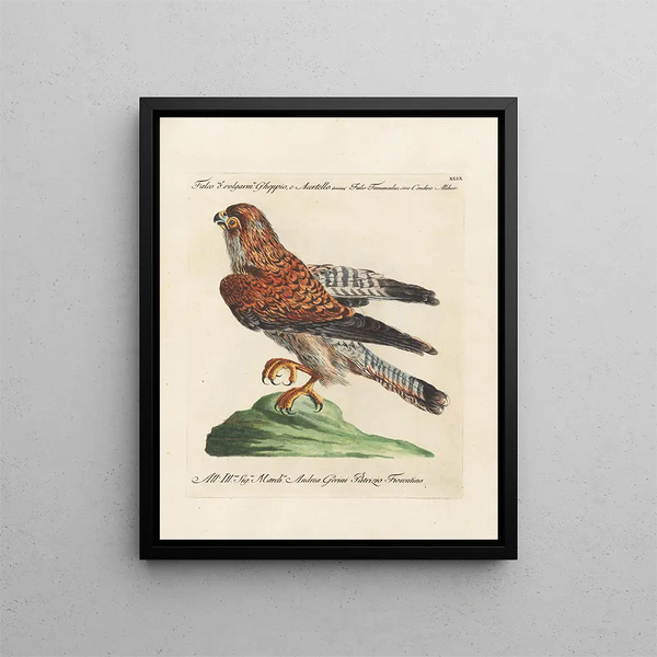 Ornithology painting methodically digested Pl049 - Saverio Manetti — framed artwork on a wall