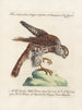 Ornithology methodically digested Pl050 - Saverio Manetti — artwork view