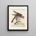 Ornithology methodically digested Pl050 - Saverio Manetti — framed artwork on a wall