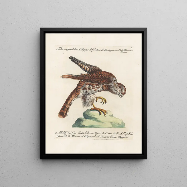 Ornithology methodically digested Pl050 - Saverio Manetti — framed artwork on a wall