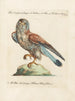 Ornithology methodically digested Pl051 - Saverio Manetti — artwork view