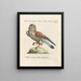 Ornithology methodically digested Pl051 - Saverio Manetti — framed artwork on a wall