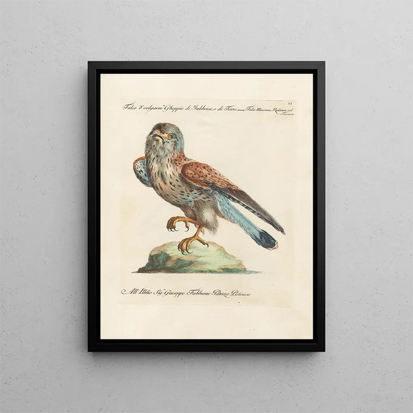 Ornithology methodically digested Pl051 - Saverio Manetti — framed artwork on a wall