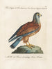 Ornithology Painting methodically digested Pl052 - Saverio Manetti — artwork view
