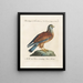 Ornithology Painting methodically digested Pl052 - Saverio Manetti — framed artwork on a wall