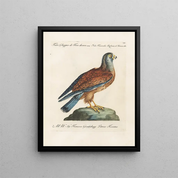 Ornithology Painting methodically digested Pl052 - Saverio Manetti — framed artwork on a wall
