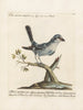 Ornithology methodically digested Pl053 - Saverio Manetti — artwork view