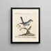 Ornithology methodically digested Pl053 - Saverio Manetti — framed artwork on a wall