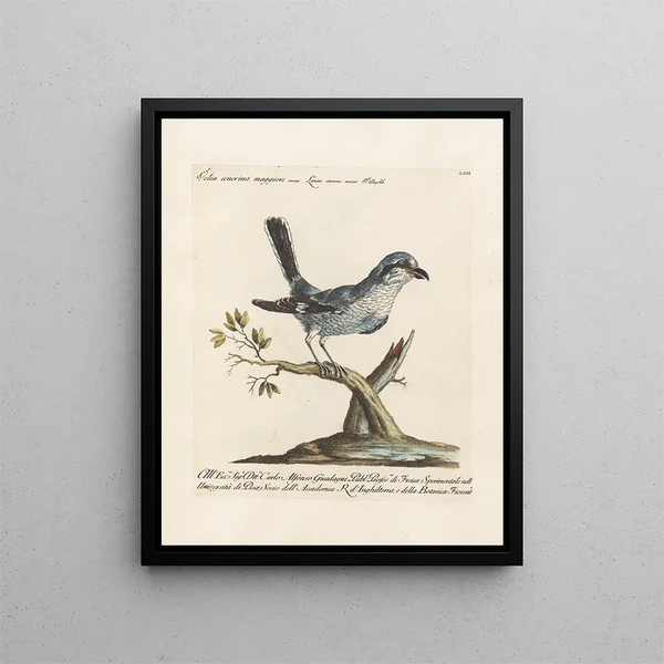 Ornithology methodically digested Pl053 - Saverio Manetti — framed artwork on a wall