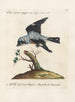 Ornithology systematically digested Painting Pl054 - Saverio Manetti — artwork view