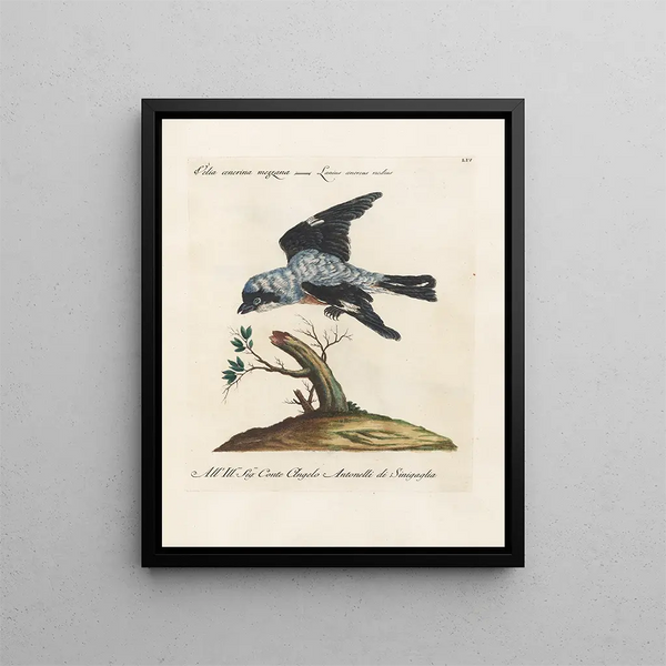 Ornithology systematically digested Painting Pl054 - Saverio Manetti — framed artwork on a wall