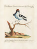 Ornithology methodically digested Pl056 - Saverio Manetti — artwork view