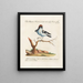 Ornithology methodically digested Pl056 - Saverio Manetti — framed artwork on a wall