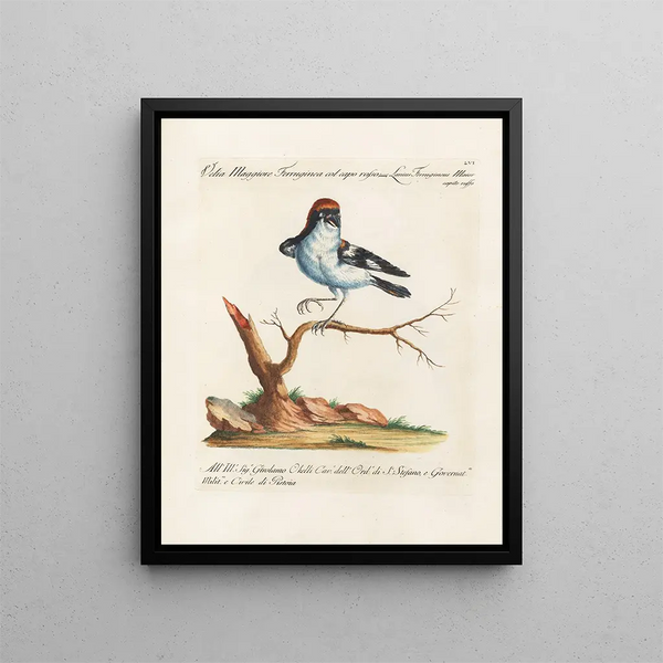 Ornithology methodically digested Pl056 - Saverio Manetti — framed artwork on a wall