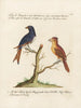 Ornithology Painting methodically digested Pl057 - Saverio Manetti — artwork view