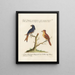 Ornithology Painting methodically digested Pl057 - Saverio Manetti — framed artwork on a wall