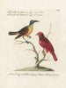 Ornithology painting methodically digested Pl058 - Saverio Manetti — artwork view
