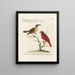 Ornithology painting methodically digested Pl058 - Saverio Manetti — framed artwork on a wall