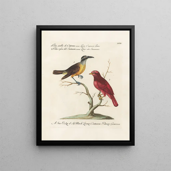 Ornithology painting methodically digested Pl058 - Saverio Manetti — framed artwork on a wall