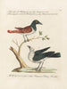 Ornithology Painting methodically digested Pl059 - Saverio Manetti — artwork view