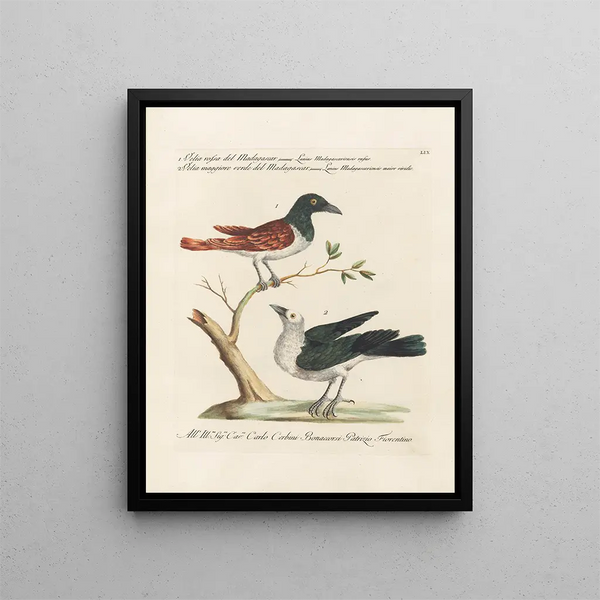 Ornithology Painting methodically digested Pl059 - Saverio Manetti — framed artwork on a wall